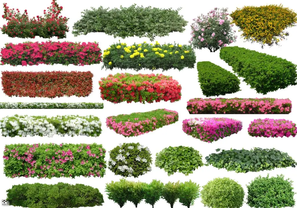 20241122155918897-植物 (7)